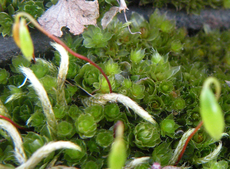 Potrebbe essere Bryum caespiticium?